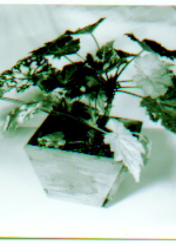 B. ‘Midas Touch’